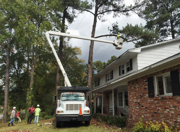 Reliable Cheshire Village, CT Tree Care Solutions